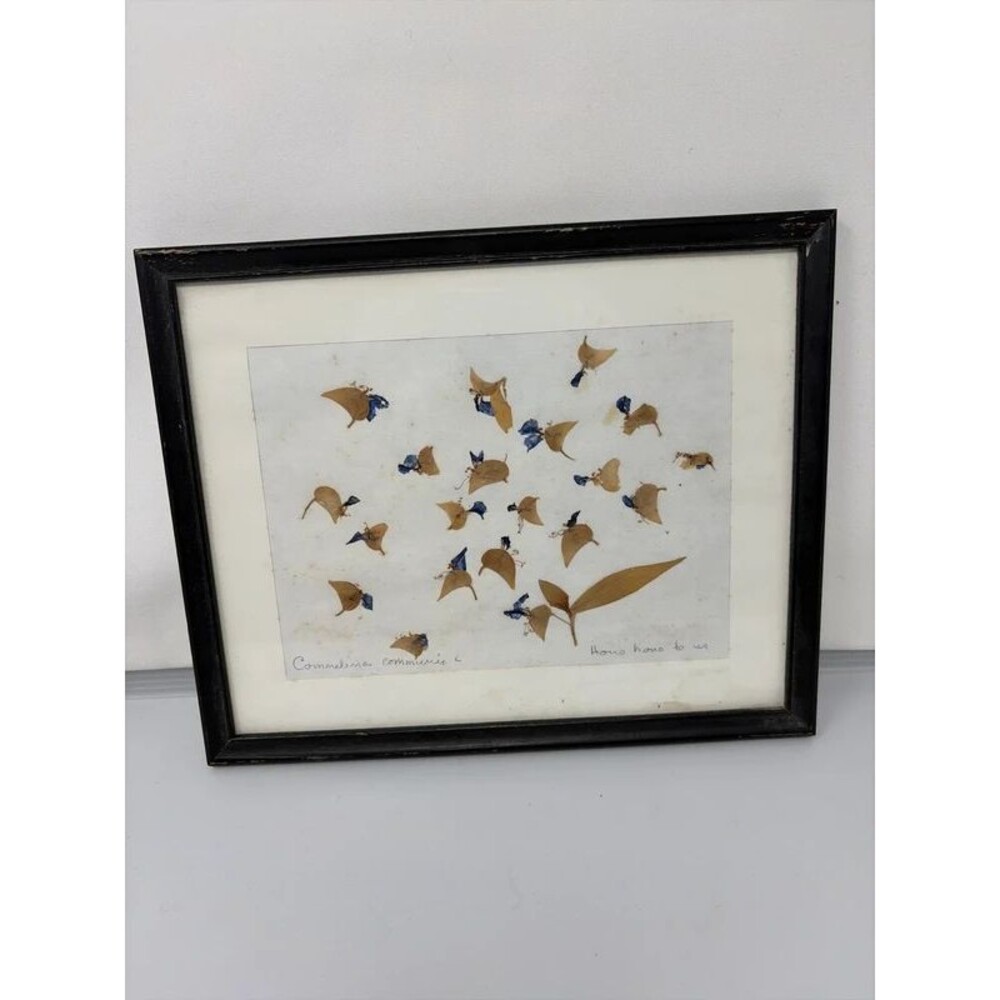 Antique Pressed Botanical Flower Specimen Art Framed Commelina Communis Signed